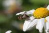 Ectophasia crassipennis